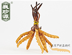 xĲ2l/ ڲ x؛r306Ԫ/