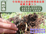 rxĲ շb 0.6/r60Ԫ/